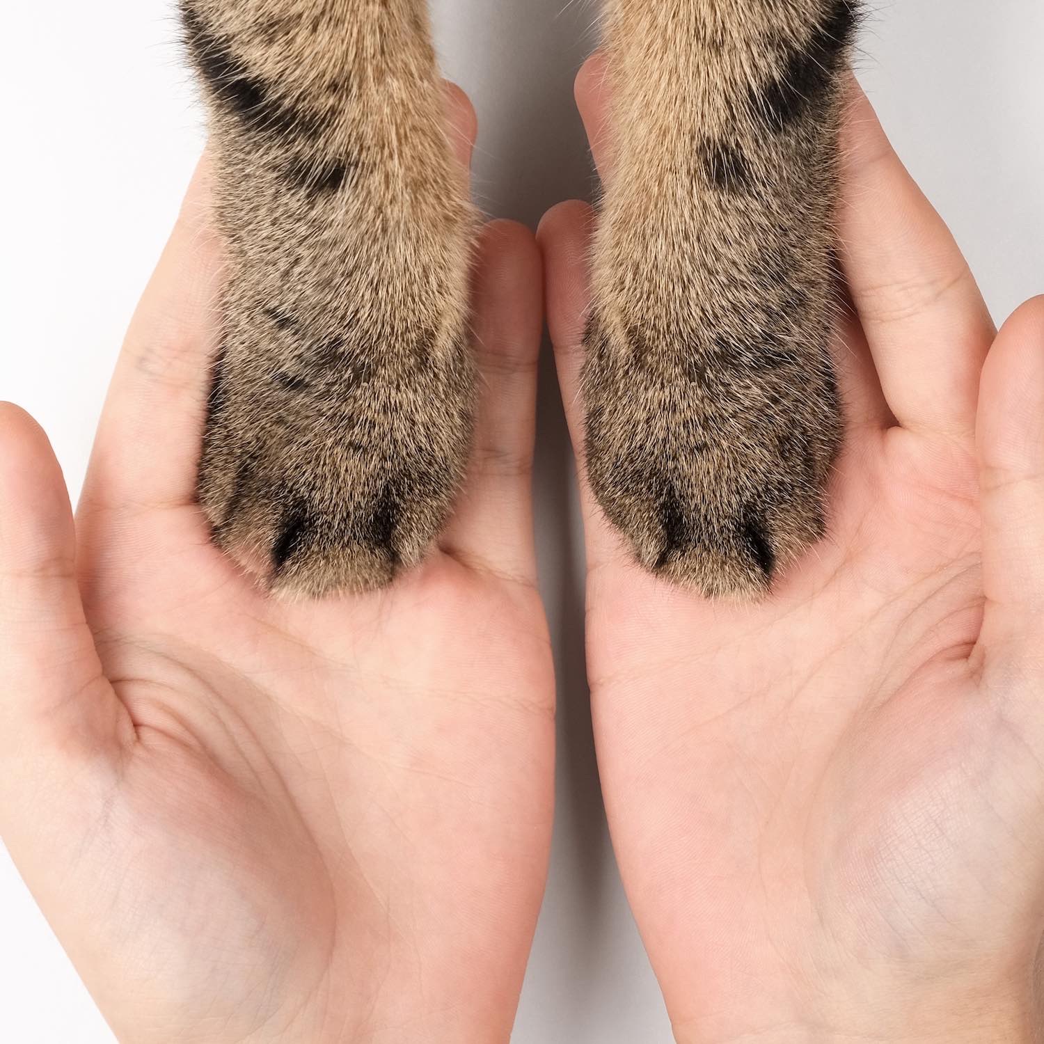 produits-veterinaires-rennes